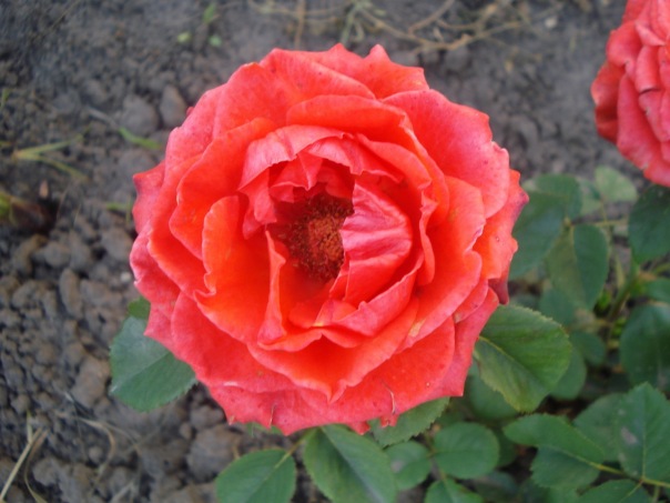 №3, Марина Антоневич №3, Марина Антоневич