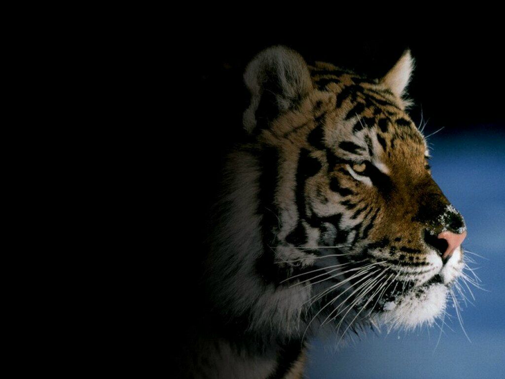 Дмитрий Каледин soy malОй | Челябинск