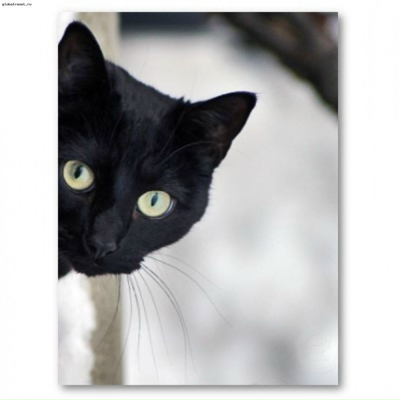 Алёна Цуранова | Мирный