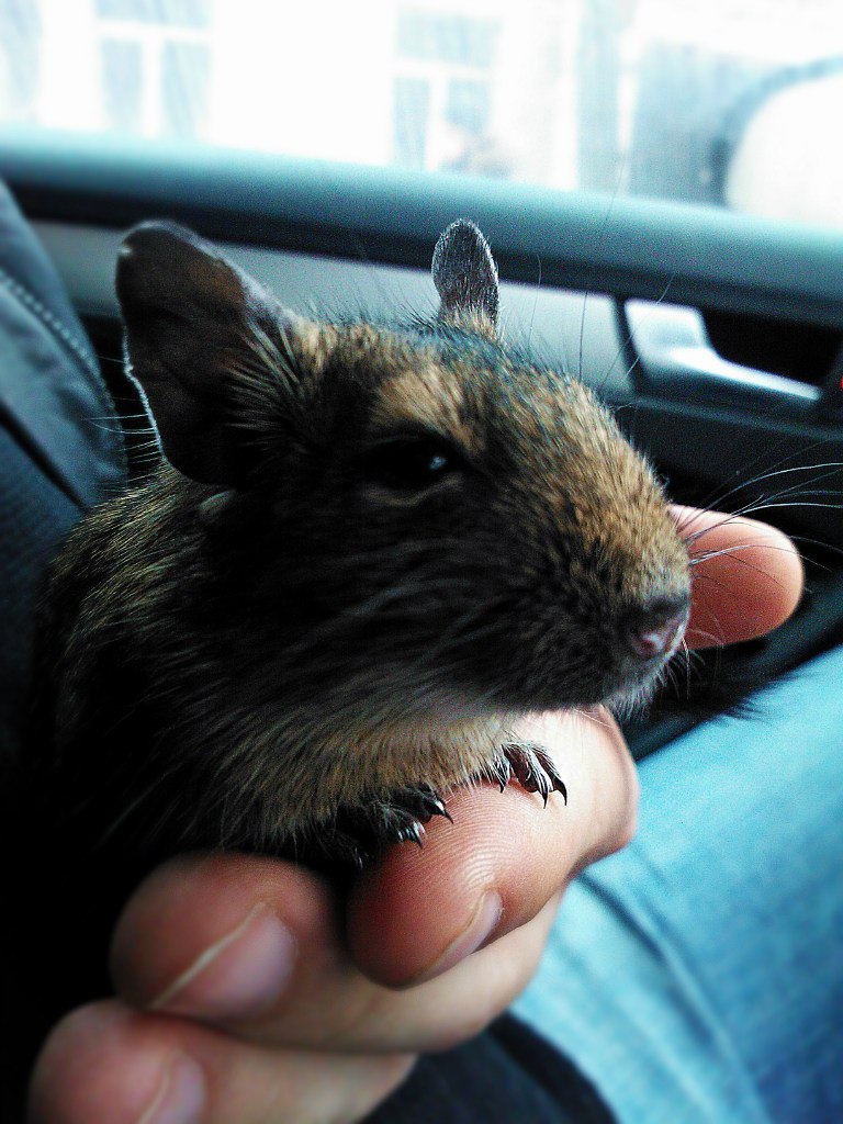 Johny Rock-n-rolla | Санкт-Петербург