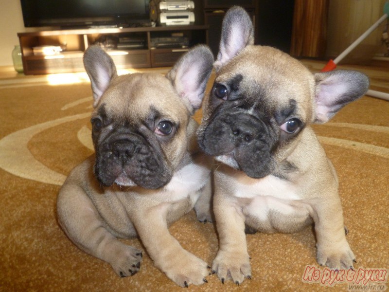 Ольга Думлер | 