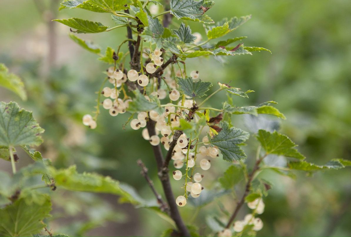 Анна Сапрыкина | Санкт-Петербург