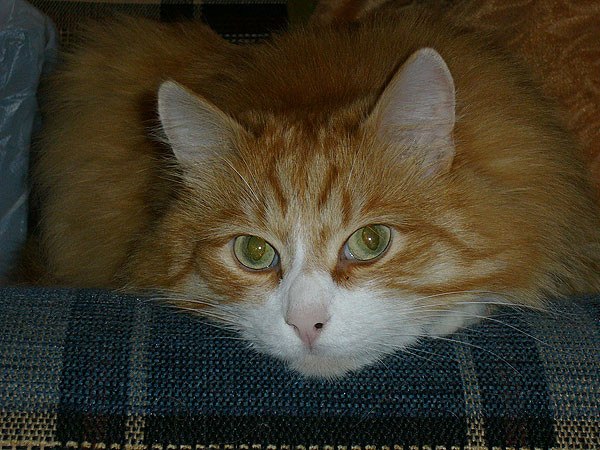 Алексей Фельдт | Архангельск