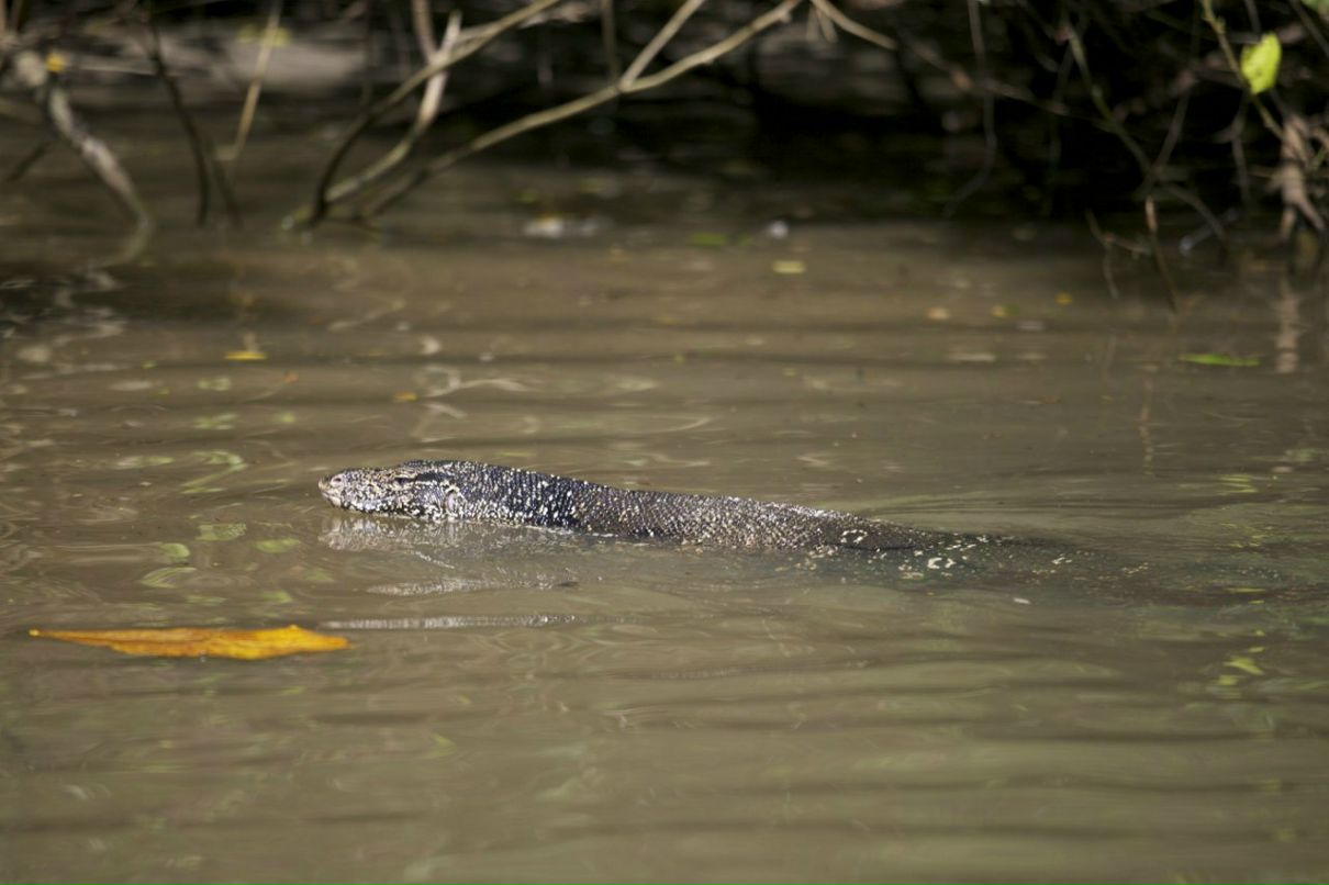 Ольга Куцериб | Киев