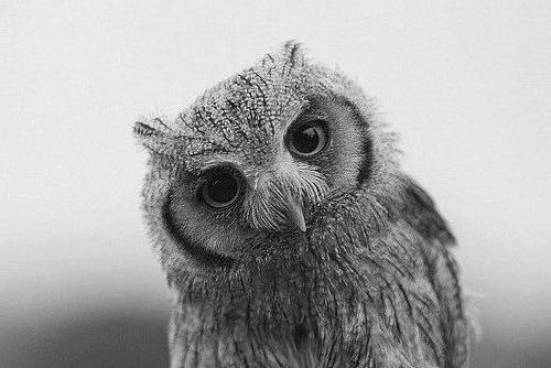 Travolta Owl | Казань