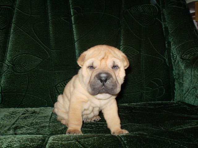 Роман Пустырев | Киев