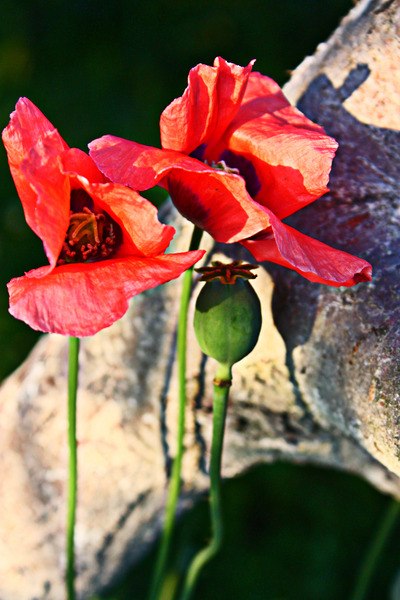 Виталина Ширкевич | Полтава