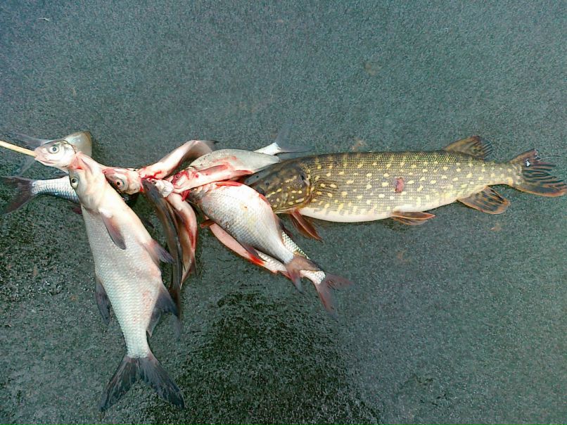 Виктор Тесля | Киев