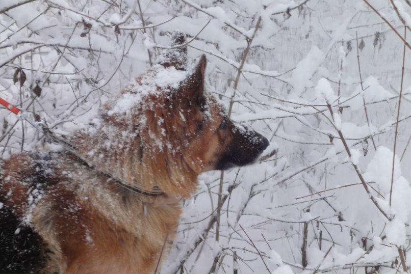 Ольга Домонтович | Симферополь