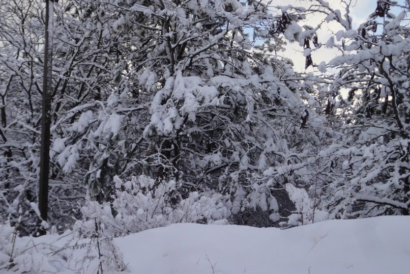 Ольга Домонтович | Симферополь