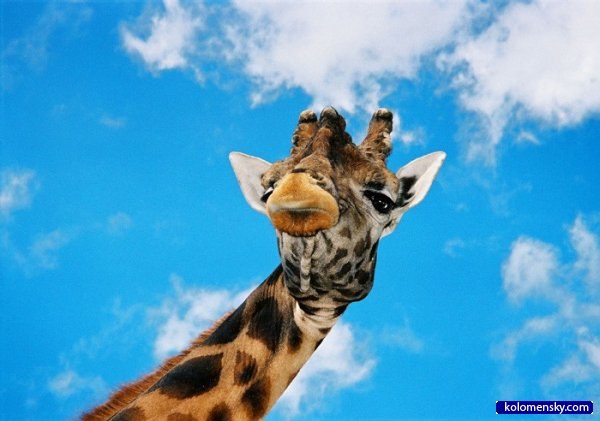 Ирина Зубаревич | Рязань