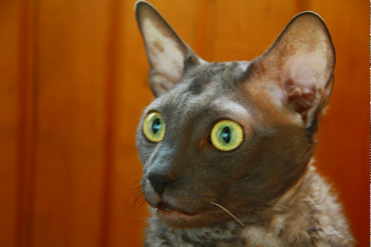 Анна Ривилис | Москва