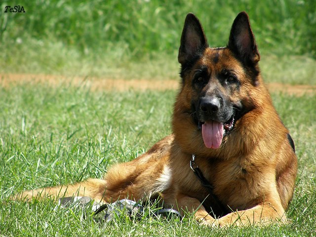 Александр Орлов Martini | Нижний Новгород