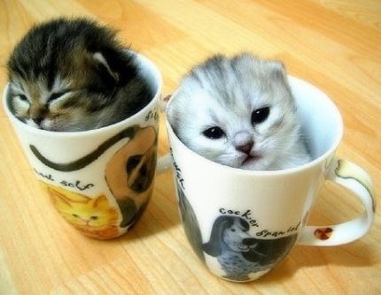 Оля Божко | Киев