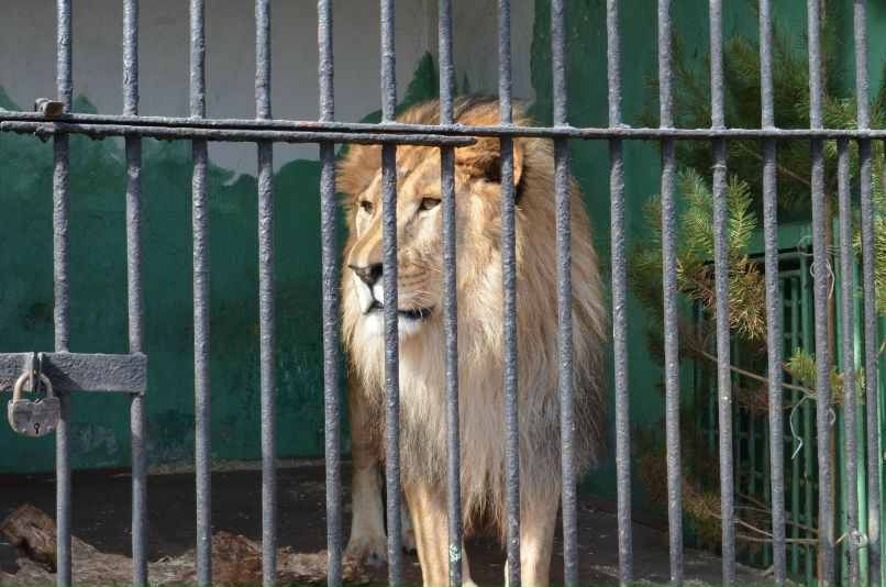 Светлана Шевченко | Санкт-Петербург