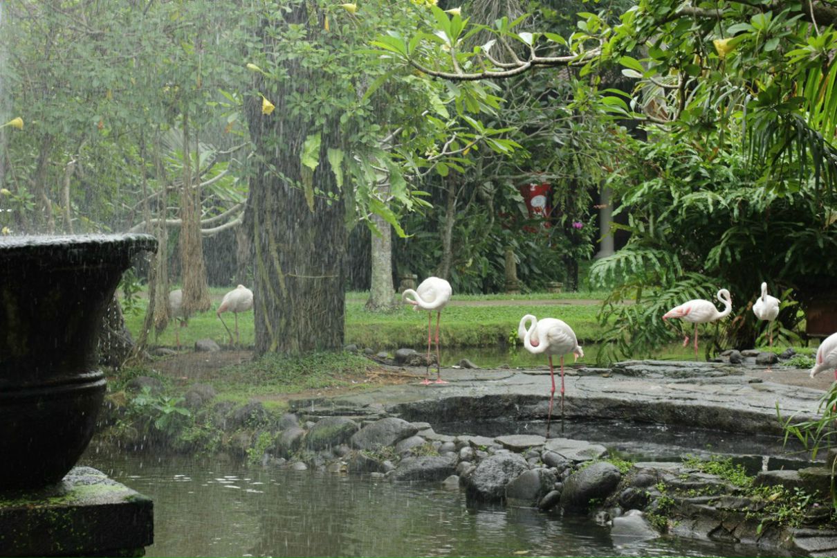 Анюточка Грекова-Ширшова | Москва