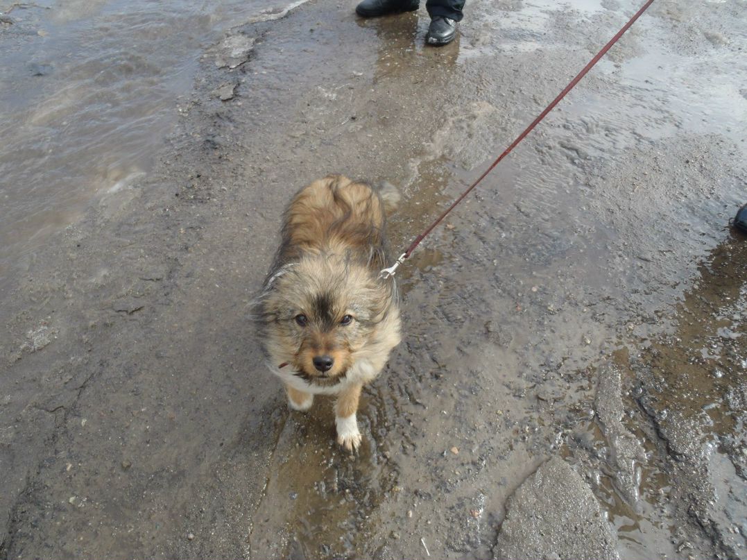 Андрей Сизонец | Запорожье