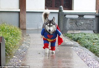 №14, Том Собакевич №14, Том Собакевич