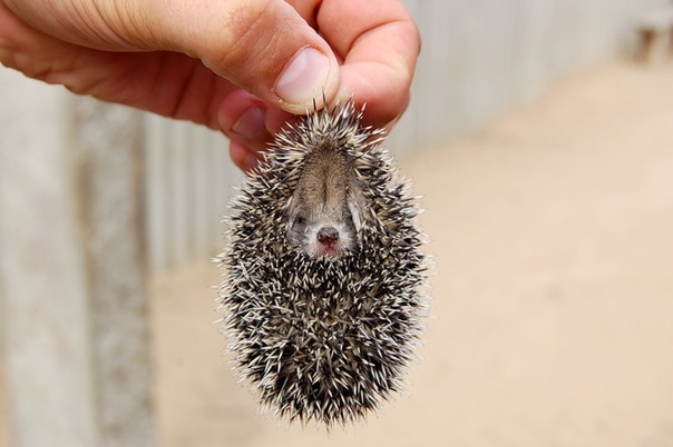 №19, Марина Крашенинникова №19, Марина Крашенинникова