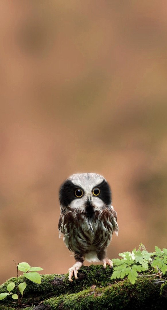 Геннадий Корбанков | 