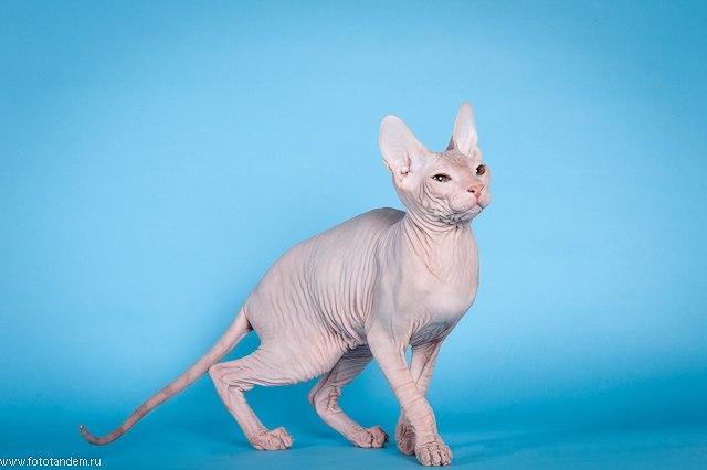 Анна Высоцкая | Томск