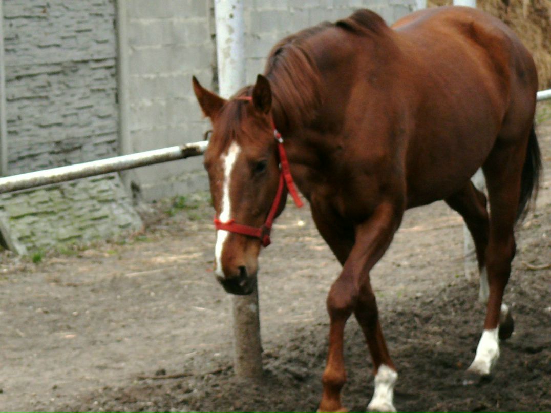 Елизавета Пасичник | Киев