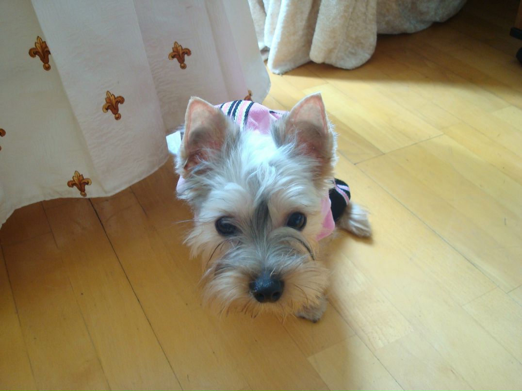 Светик Орлова | Москва