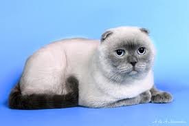 Оксана Королева | 