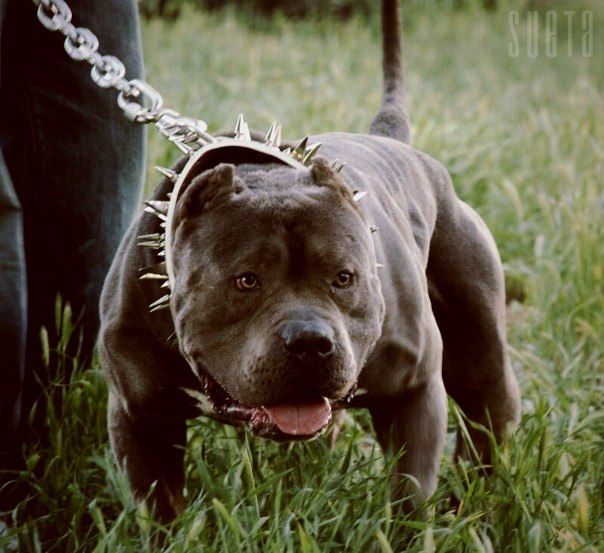 Gamzat Bandit, Россия, Москва