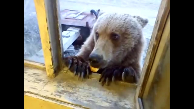 вот такие добрые русские медведи на колыме. дикий мир и