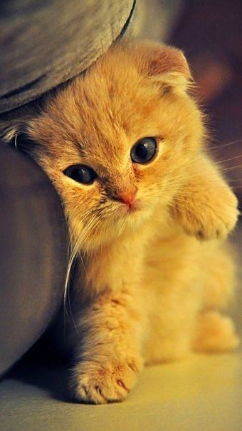 Алексей Самойлов, Россия, Барнаул