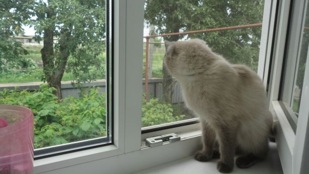 Кошка Памэлка, Россия, Москва