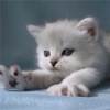 Аватар: Лиля Калимуллина