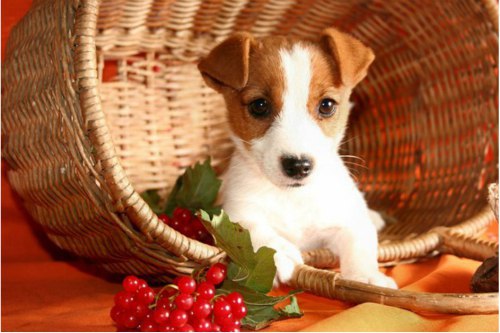 Василисочка Симонова (I), Россия, Москва