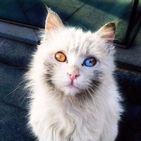 Владимир Кузнецов