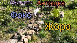 Джек рассел терьер Фокс, мопс Джульетта и мопс Жора, йорк Антошка