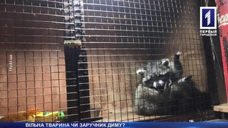 нот у кальянній