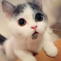 Саша Семенов