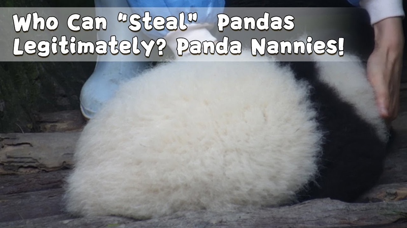 Who Can Steal Pandas Legitimately Panda Nannies , i