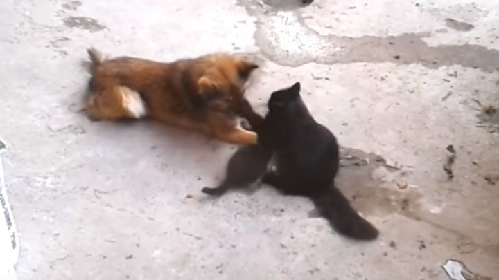 Кошка привела котят к своему