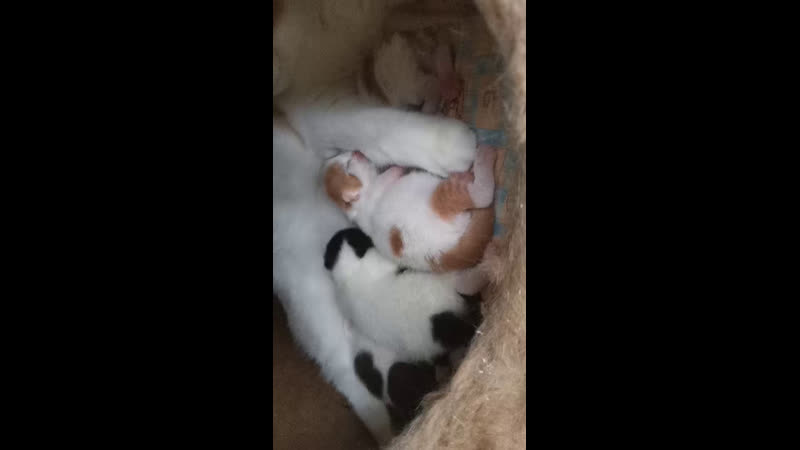 Live: Питомник CINNAMON