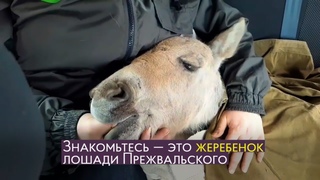 От пожара в Чернобыле спасли жеребенка. Накипело