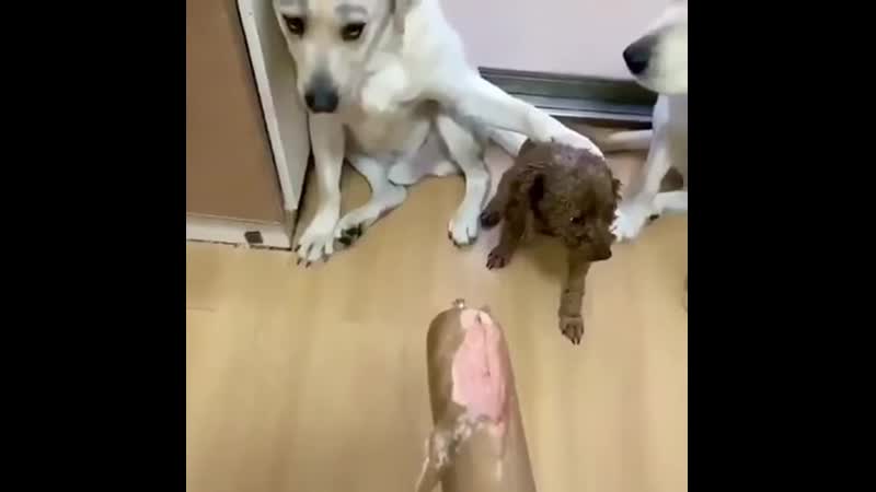 ууу, предатели)