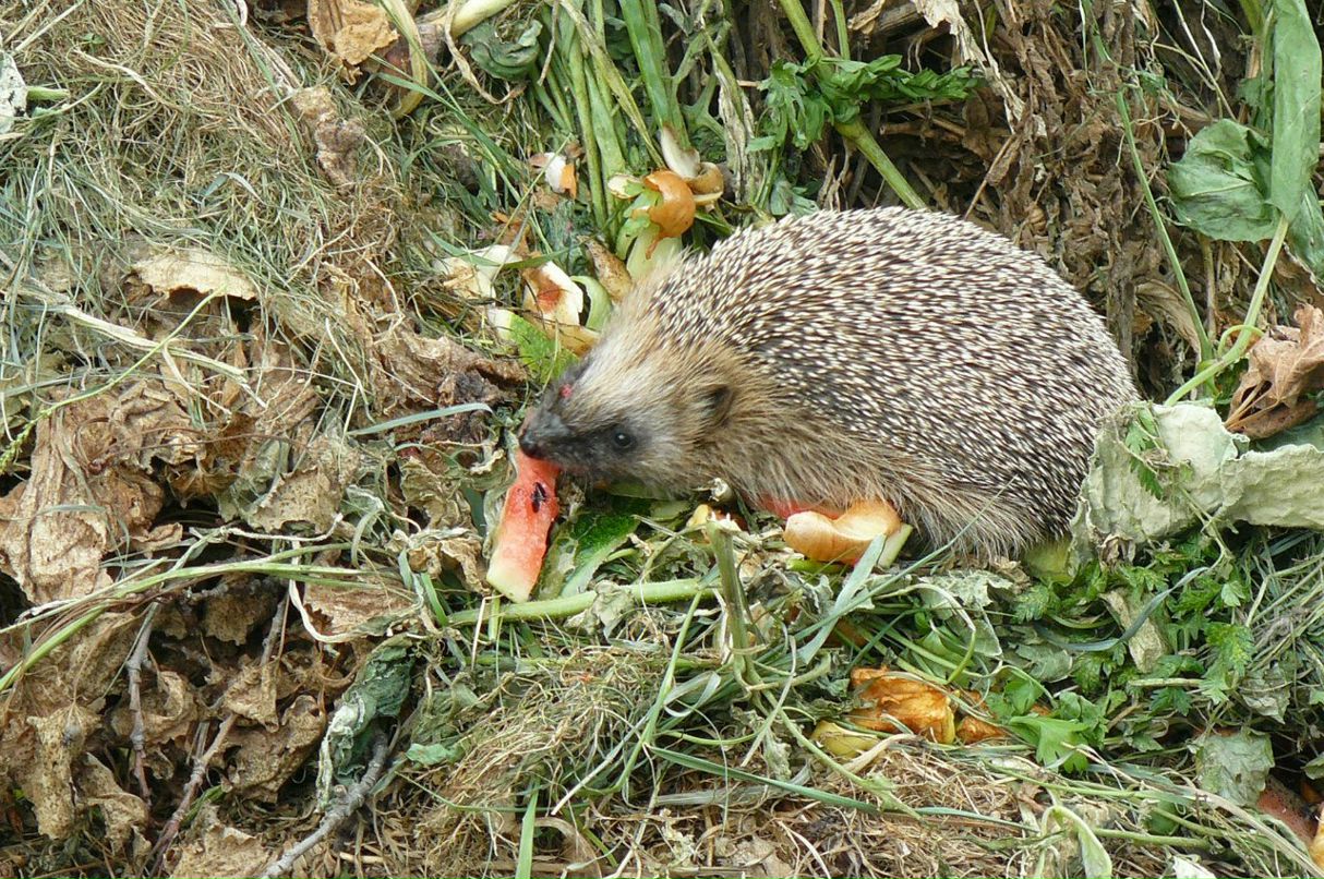Елена Глибина | Вологда