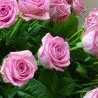 №58, Версалия Соколова, 35 лет №58, Версалия Соколова, 35 лет