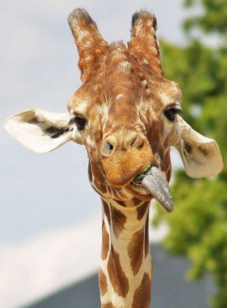 №34, Olya Mckenzie, Sydney №34, Olya Mckenzie, Sydney