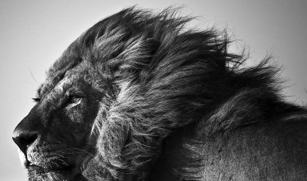 Александр Лысюк | Киев