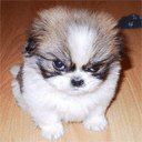 Леонід Пришко ~ | Днепр (Днепропетровск)