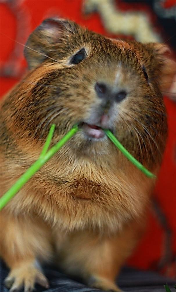 Залина Дзтиева | 