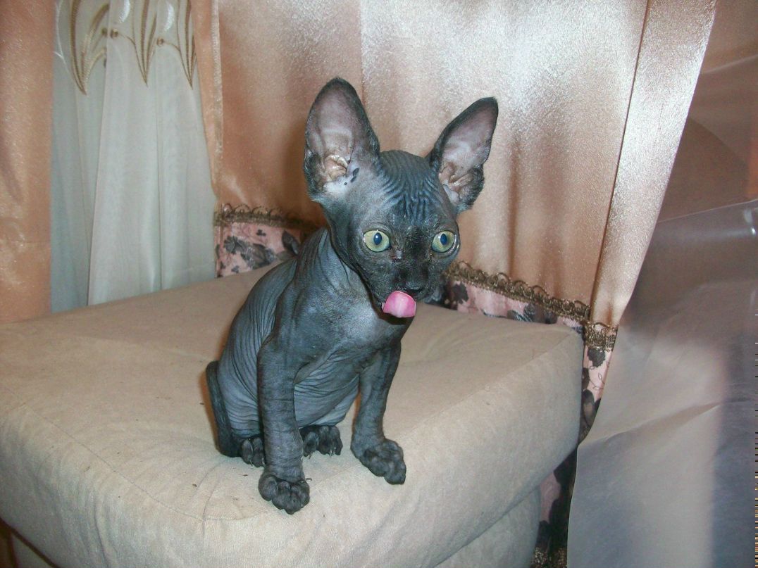 Алексей Саратовский | Саратов